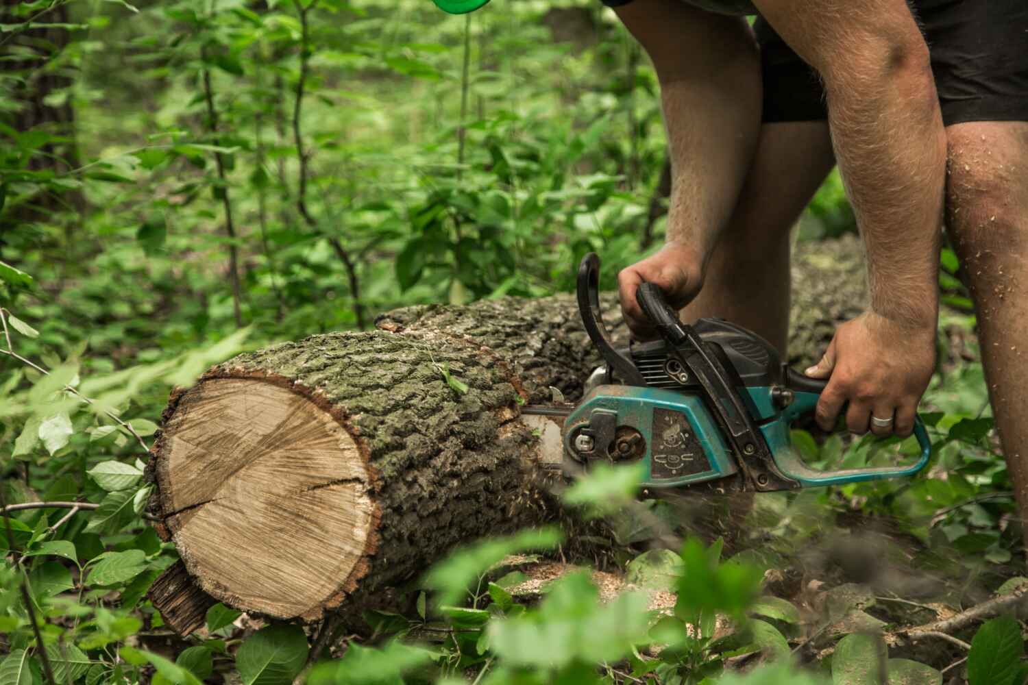 Best Tree Care Services  in Wallace, FL